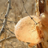 TKP is a natural, plant-based thickener offering stability, versatility, and health benefits.